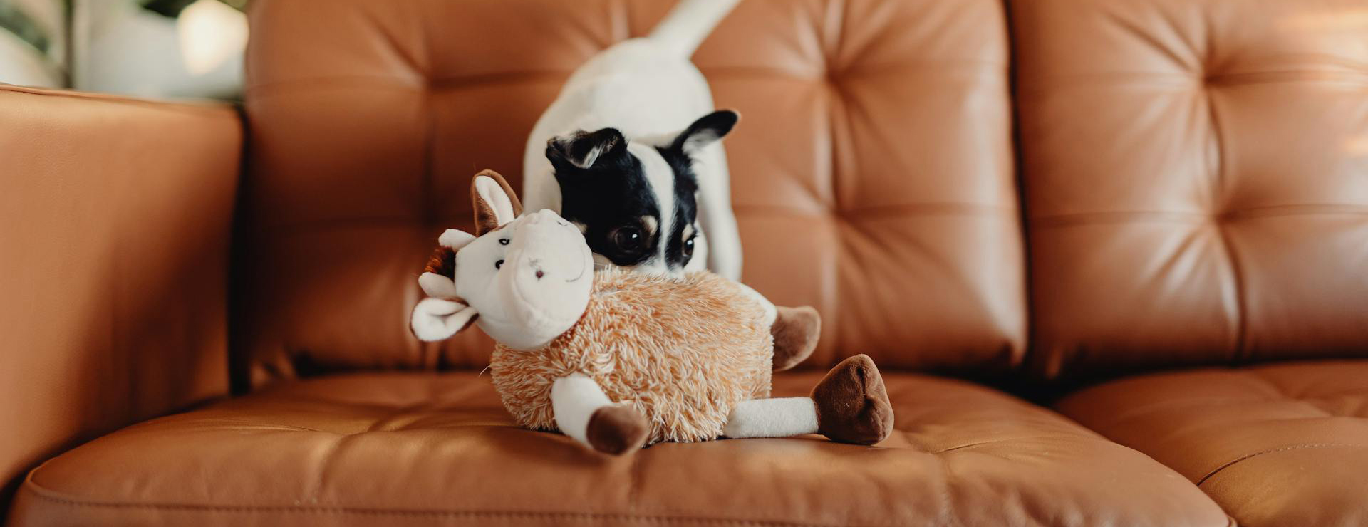 Pet Supplies Store -Pet Supplies Store pexels karola g 5942479